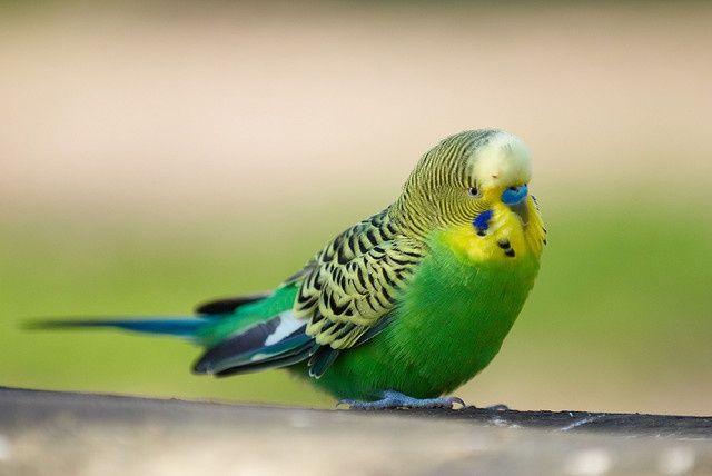 Волнистый попугай с клеткой,самец
