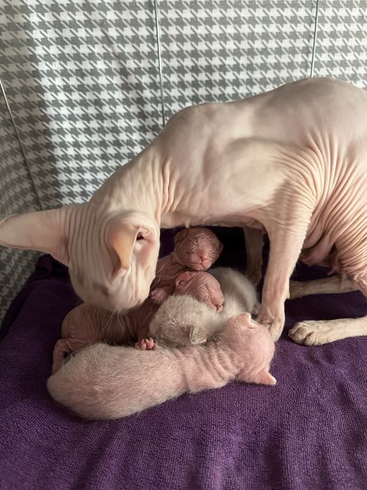 Готовятся к продаже котята сфинска