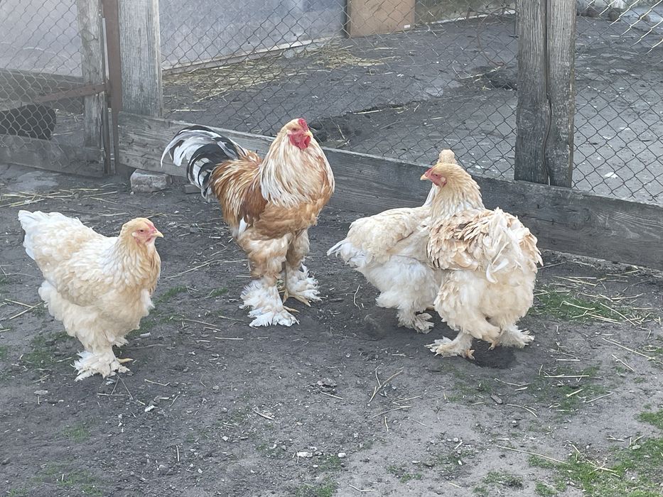 Familie de găini Brahma Lemon