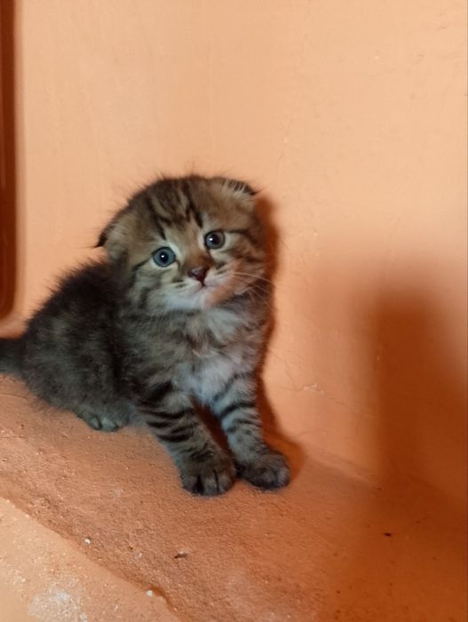 Laqab barsik oʻyinqaroq