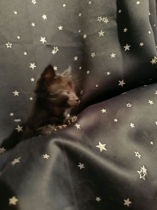 Отдам котят в хорошие руки