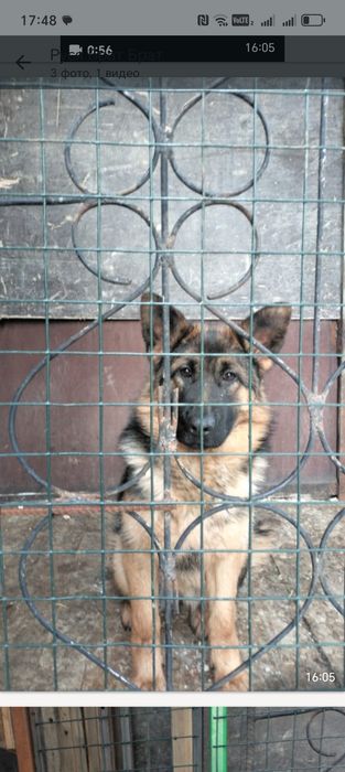 Продам немецкую овчарку   6 мецяц
