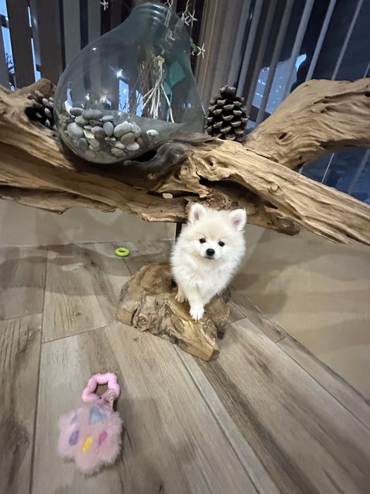 Малки сладки бебета померани