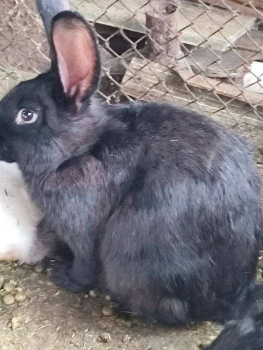 Кролики продам. .