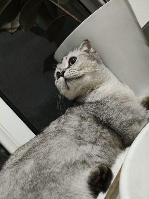Шинишила  серебро