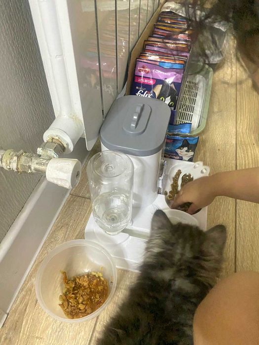 Котенок шотландец 2 месяца