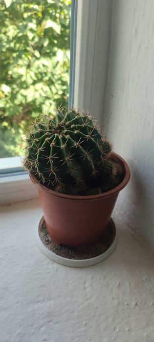 Домашние кактусы 4 ШТ .