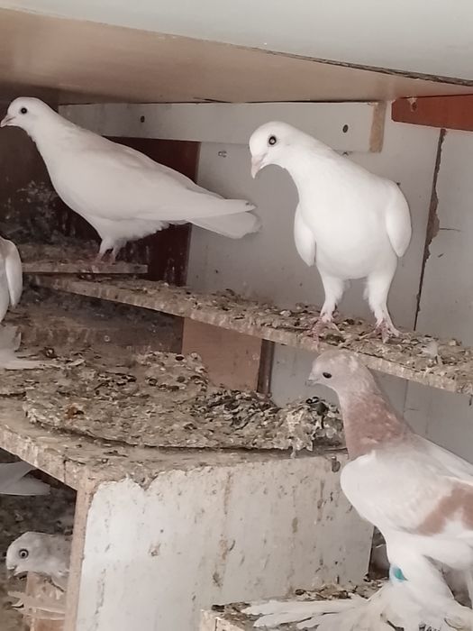 Продается молодые голуби