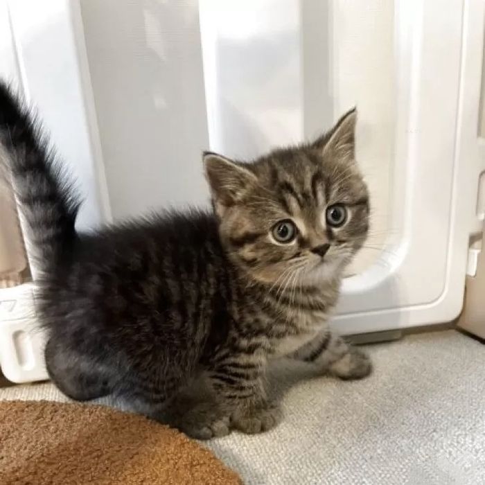 Британские котята