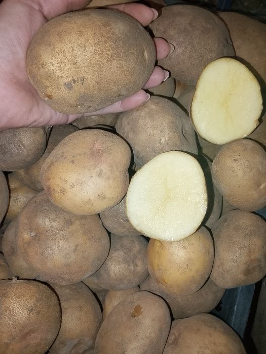 Продам дачный картофель