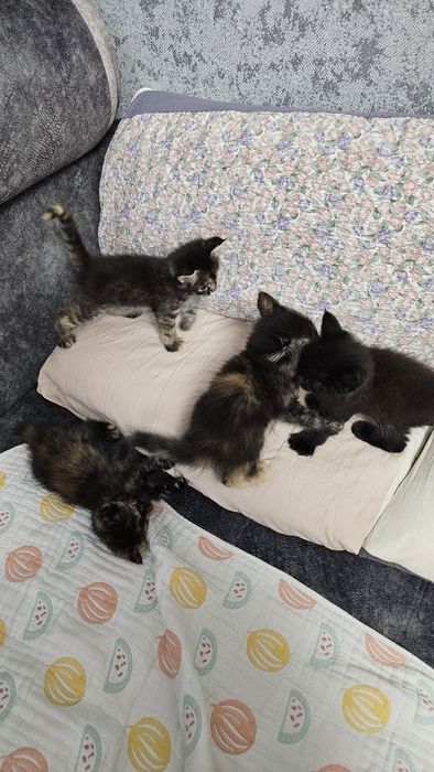 Котята бесплатно