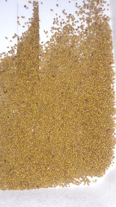 Магниттелген Семена люцерна жоңышқа тұқымы