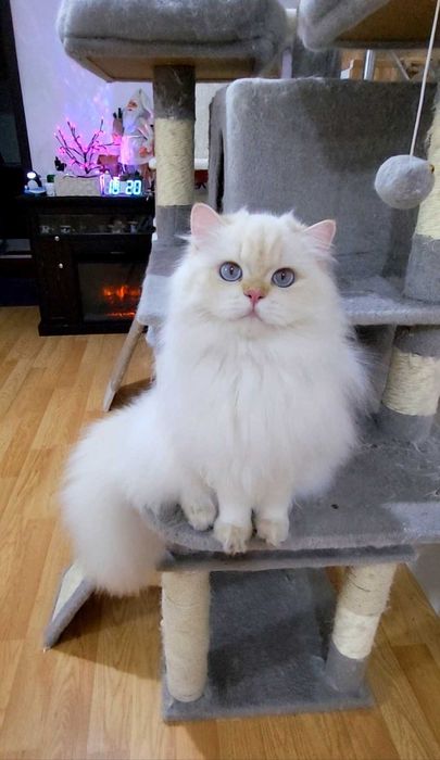 British Longhair baiat superb pedigree