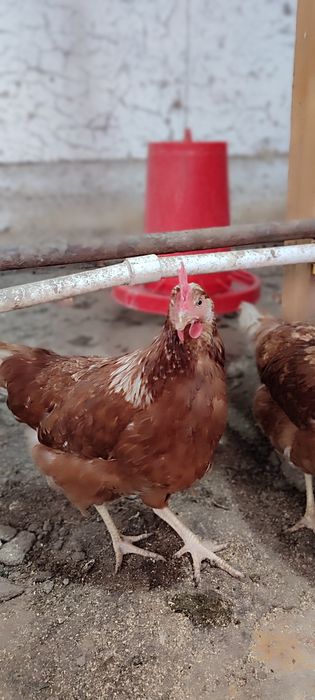 Loman zotli tovuqlar sotiladi