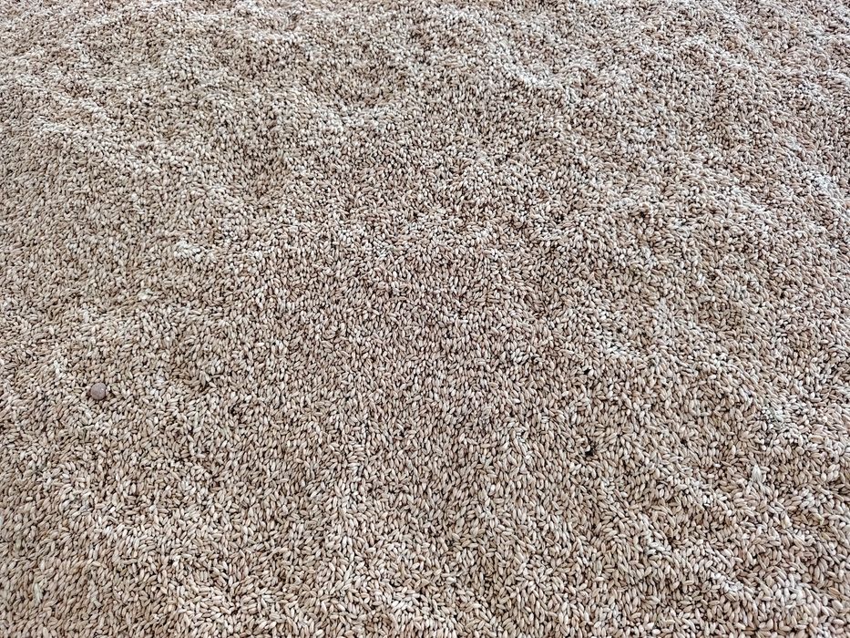 Vând triticale grâu furajer