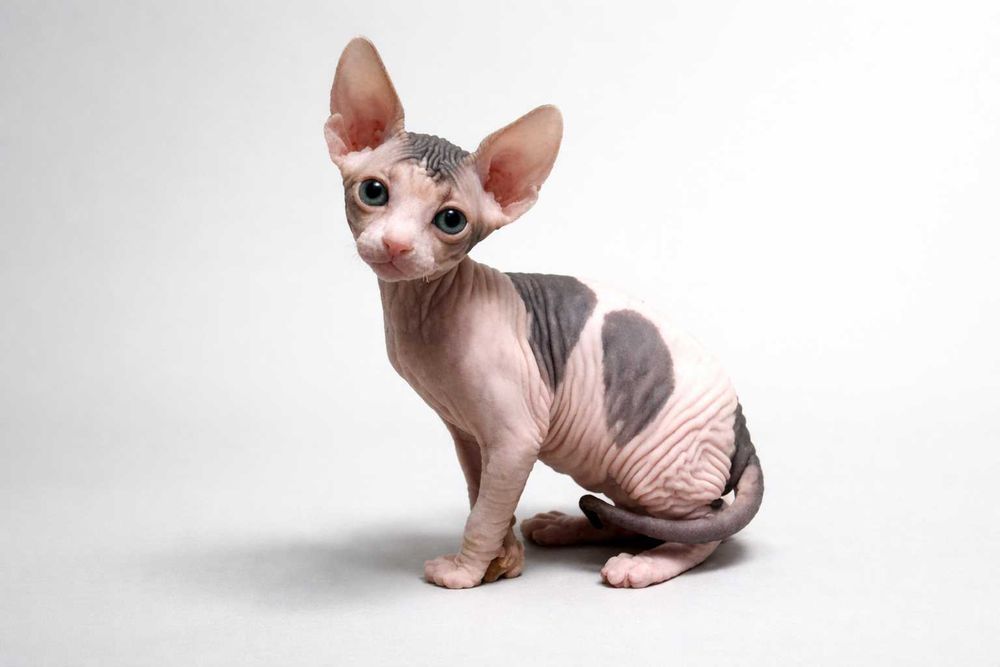 Продается котенок Канадского Сфинкса