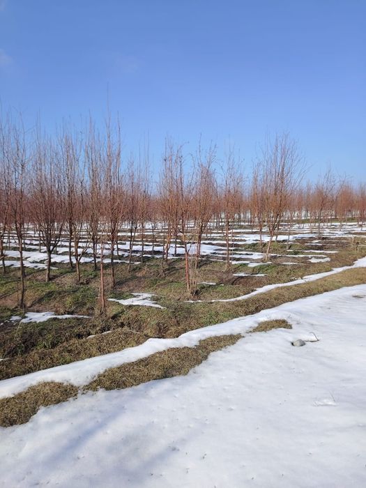 Продаётся рябина и липа.