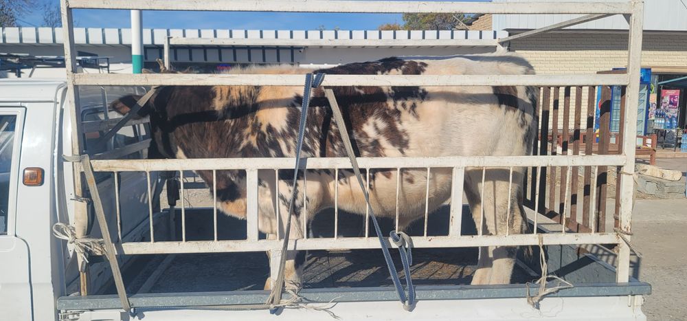 Hokiz sotiladi   Navoiyda