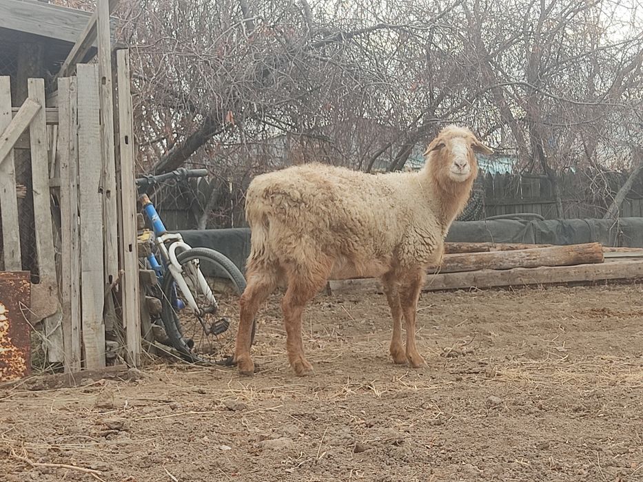 Қой сатылады продам