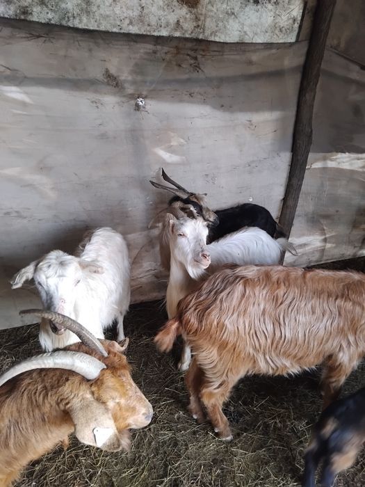 Vând capre bune de lapte