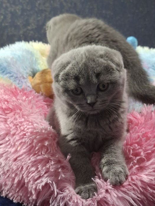Шотландские  скоттиш фолд,  девочка