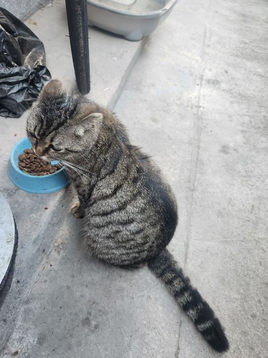 Кошка 1.5 год с котятоми
