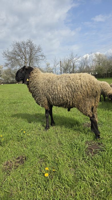 Vând 5 oi și 1 berbec