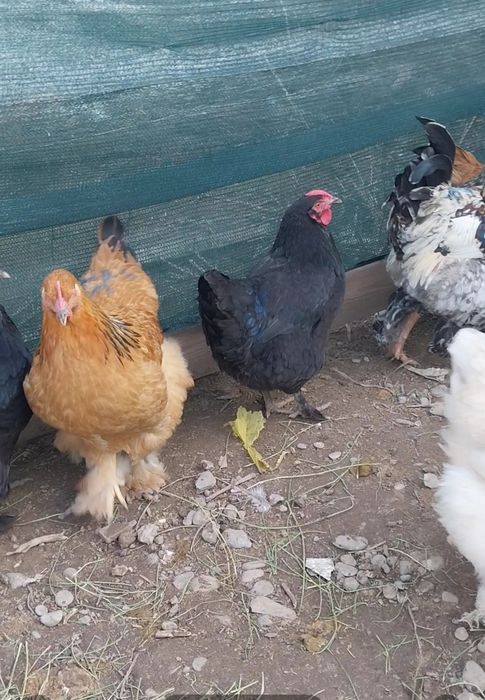 Яйца инкубационные