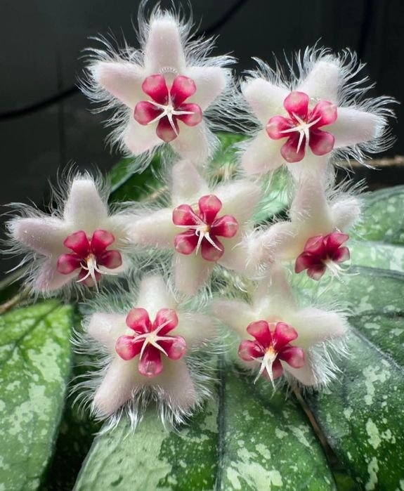 Flori, plante rare de Lacrima Maicii Domnului ( Hoya )