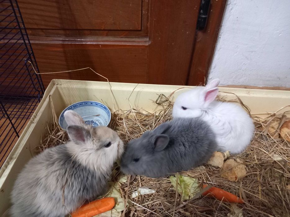 vand iepuri pui ,rasa pitica de 8 saptamani