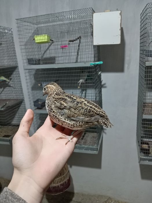 Италияа мокийон сотилади