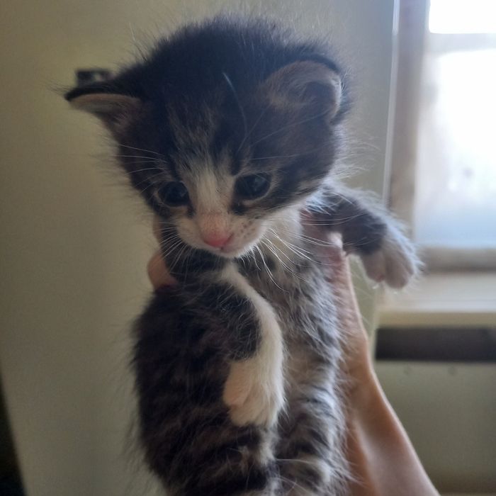 Котёнок мальчик один месяц