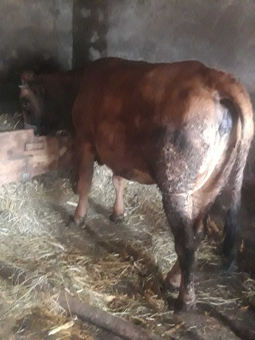 Vând , este gestantă