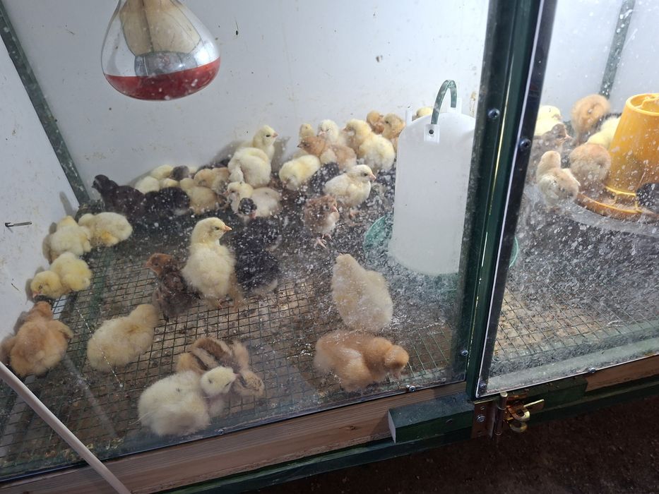 Vând pui brahma herminat deschis  si pui moțați încălțați  preț dela 15 leii!