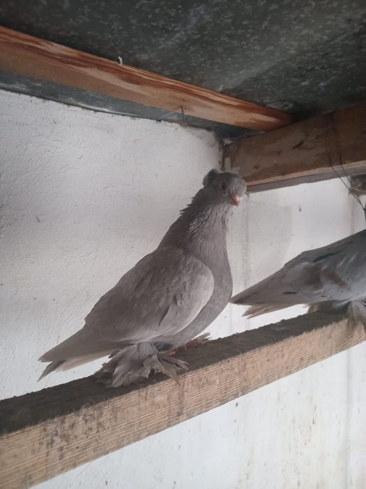 Продам пару, чубатых