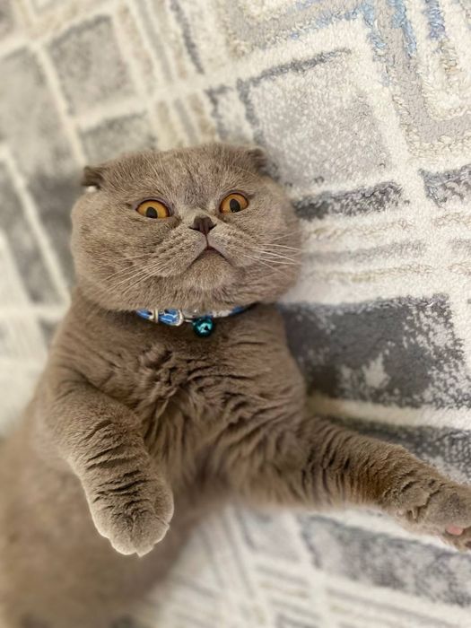 Скотиш фолд 1ёшда еркак