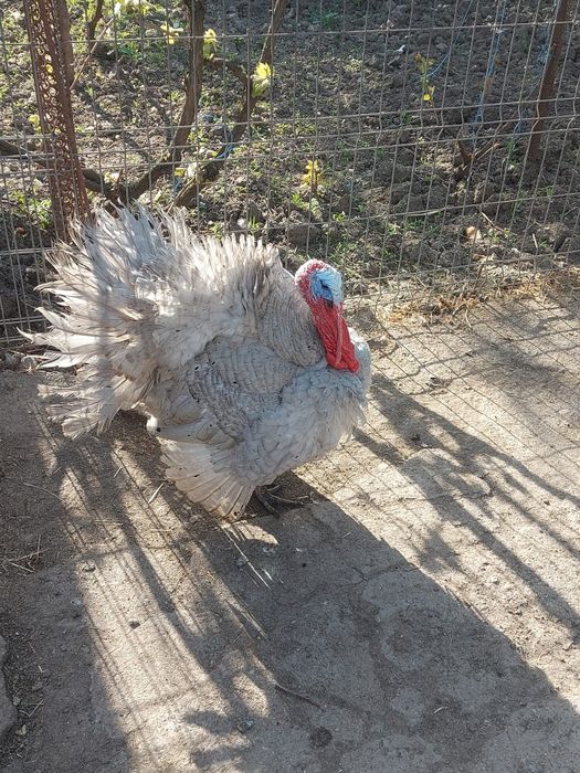 Vând curcă și curcani