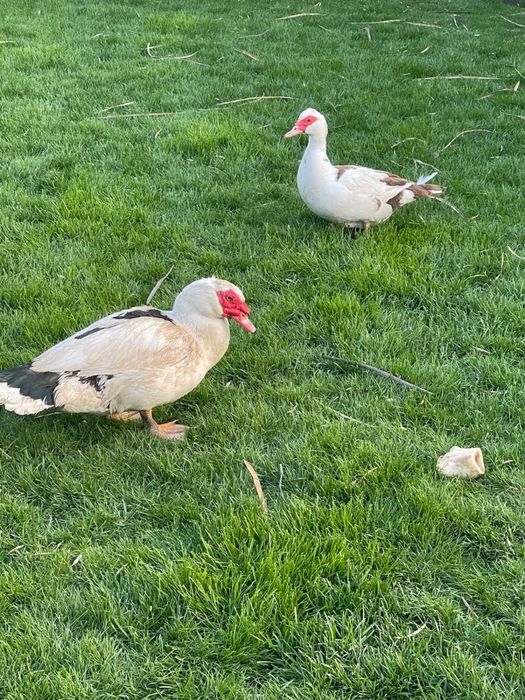 oua de rate mute pt consum sau incubat