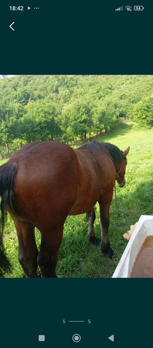 Vând mânz de 11 luni