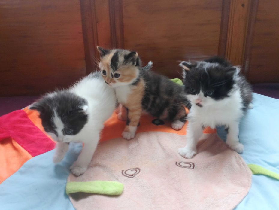 Перник 3 котета търсят нов дом