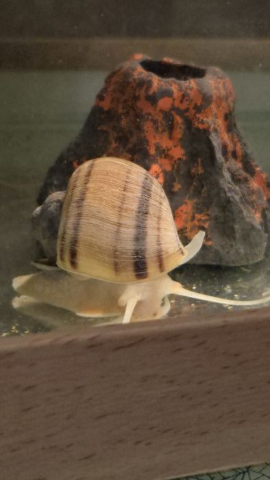 Улитки ампулярий