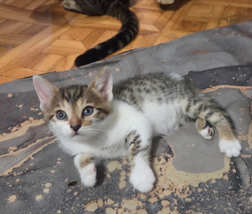 Срочно отдаем котят в добрые руки