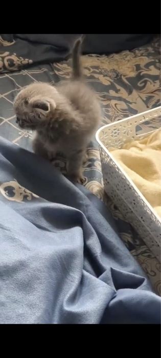 Scottish Fold