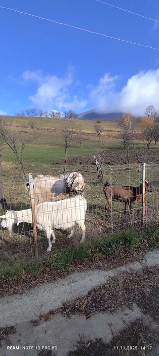 Anglo Nubian de vanzare