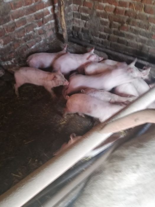 Продавам малки прасета