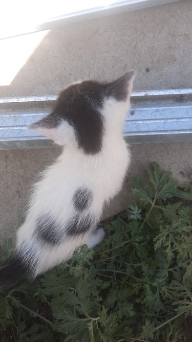 Отдам Даром Котят