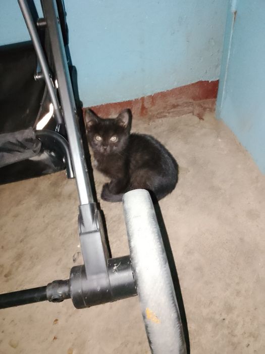 ОтдамКотят вДобрыеРукиНаЮбилейной