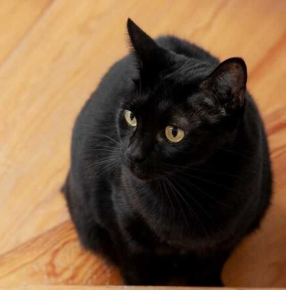 Молодая кошечка в добрые руки!