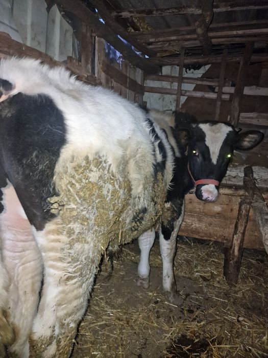 Vand 2 tăurași buni !