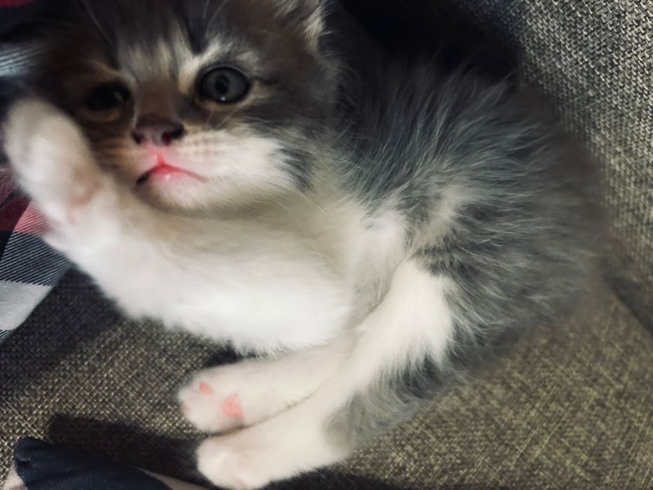 Котёнок домашний